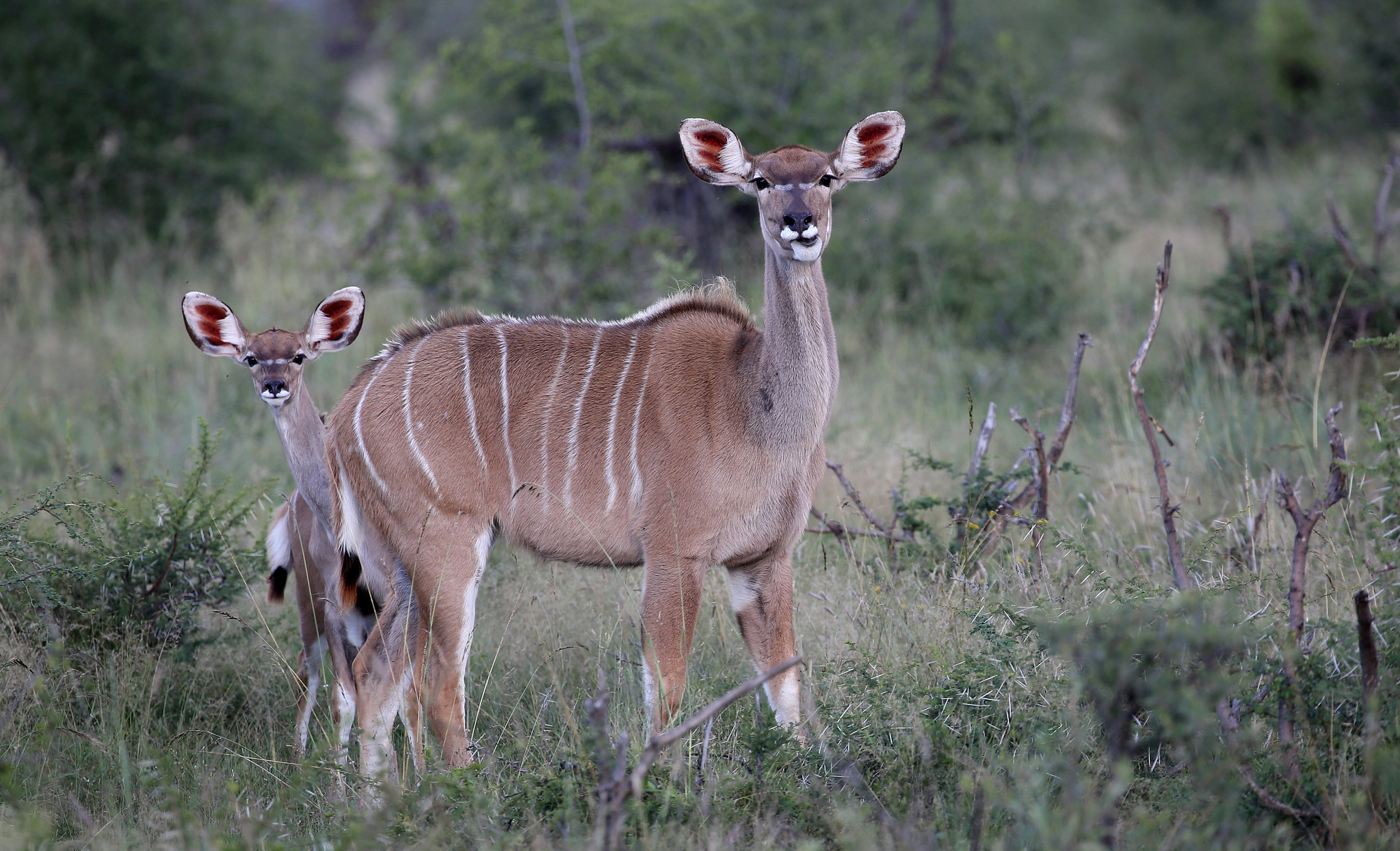 About – Mosetlha Bush Camp & Eco Lodge